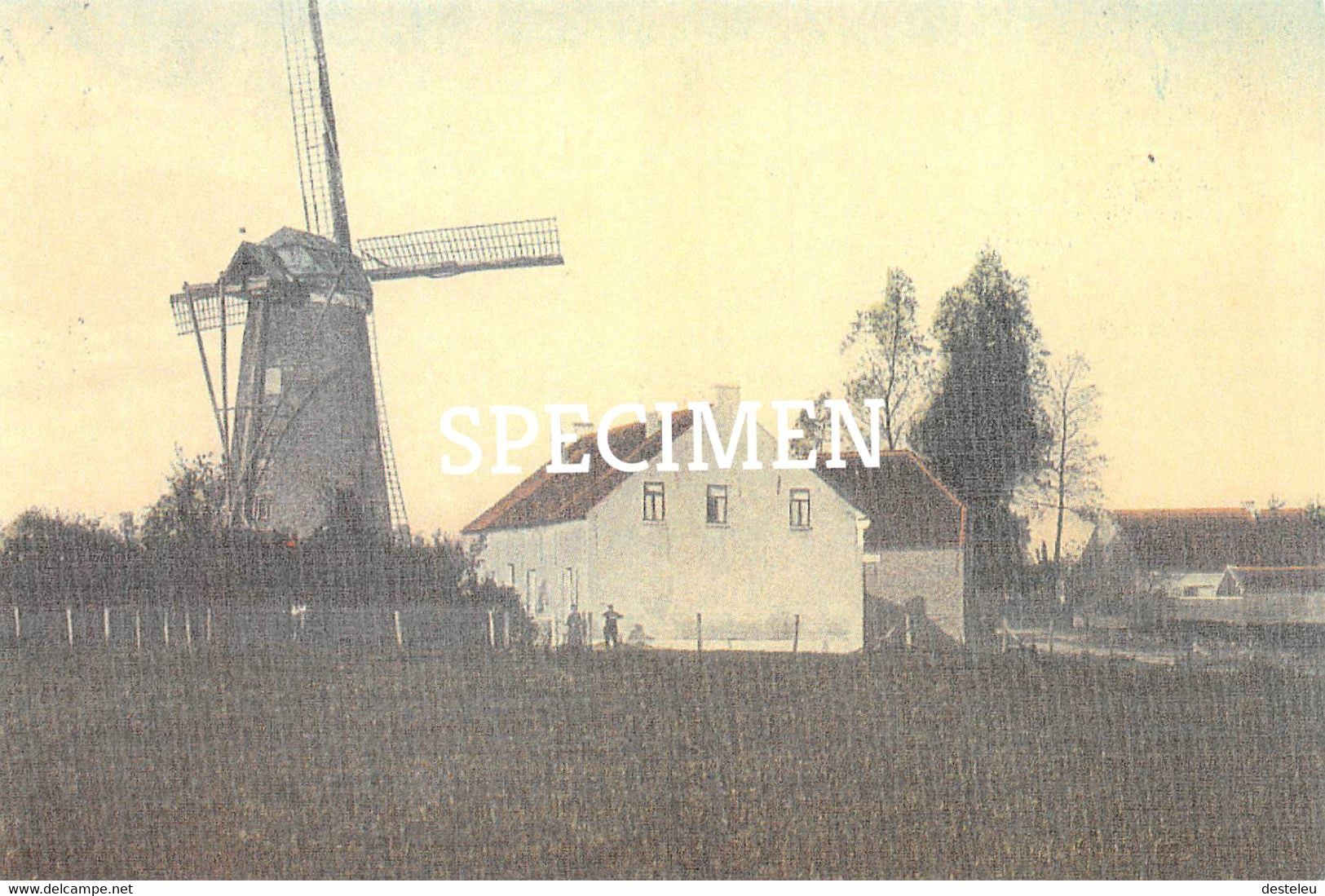 Molen @  Buggenhout - Buggenhout