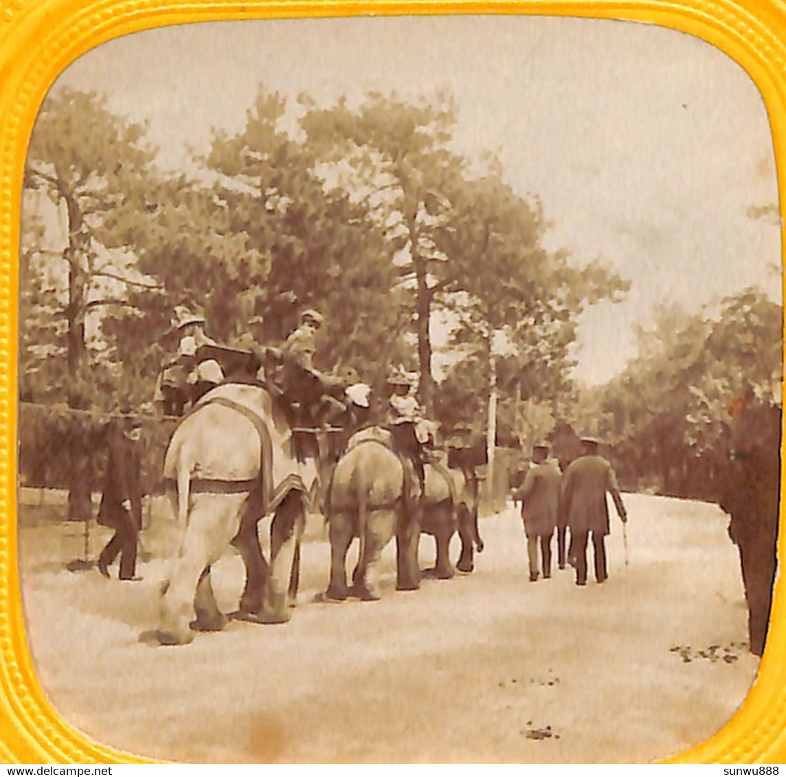 Photos Stéréo Stéréoscopiques Sur Carton (+/- 1900) - Paris Jardin D'acclimatation Eléphants Animée Colorisée(Voir ZOOM) - Stereoscoop