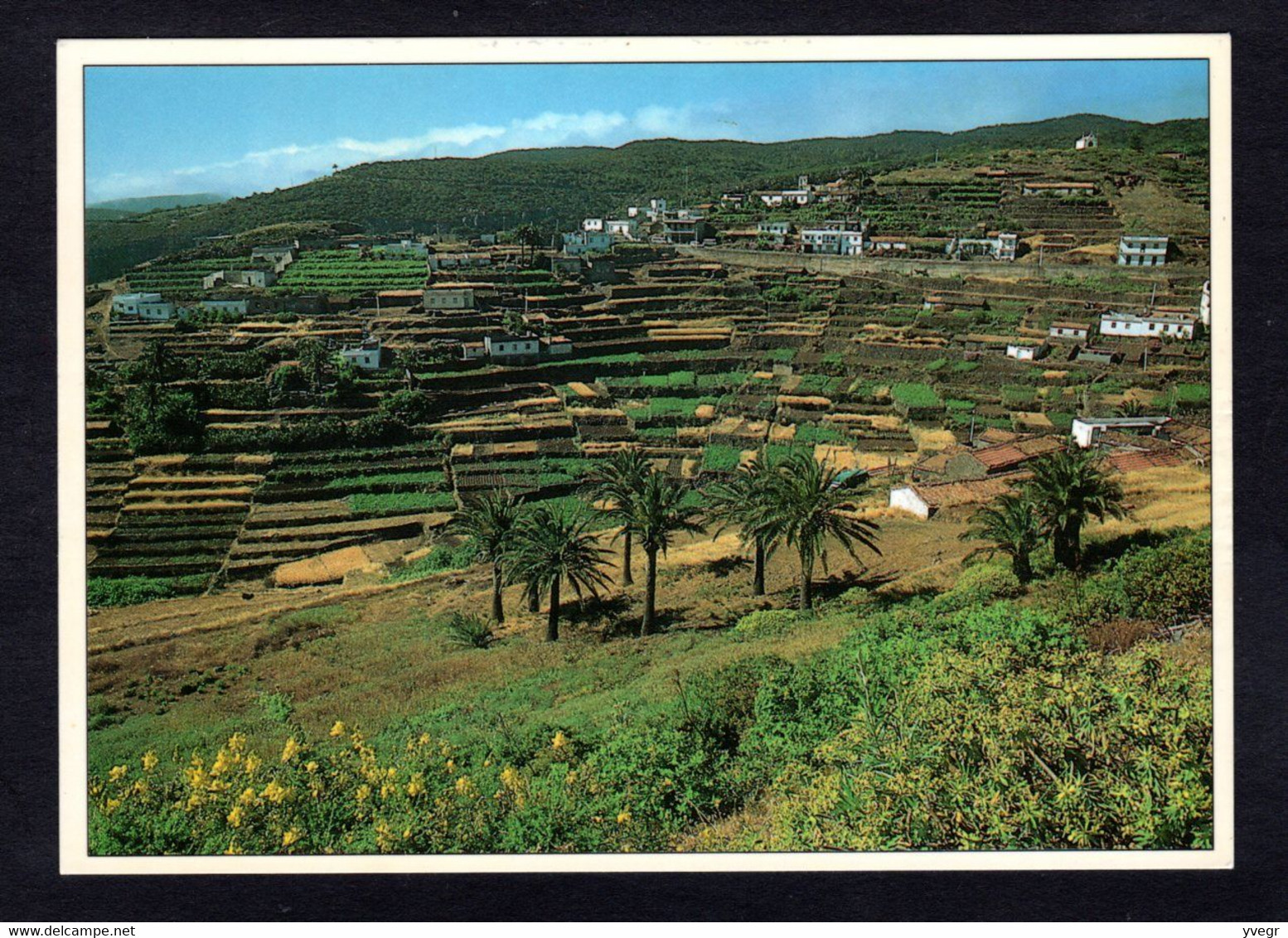 Espagne - Les îles Canaries - N° 217 - El CERCADO - Vue D'ensemble ( Edition La Gomera) - Gomera