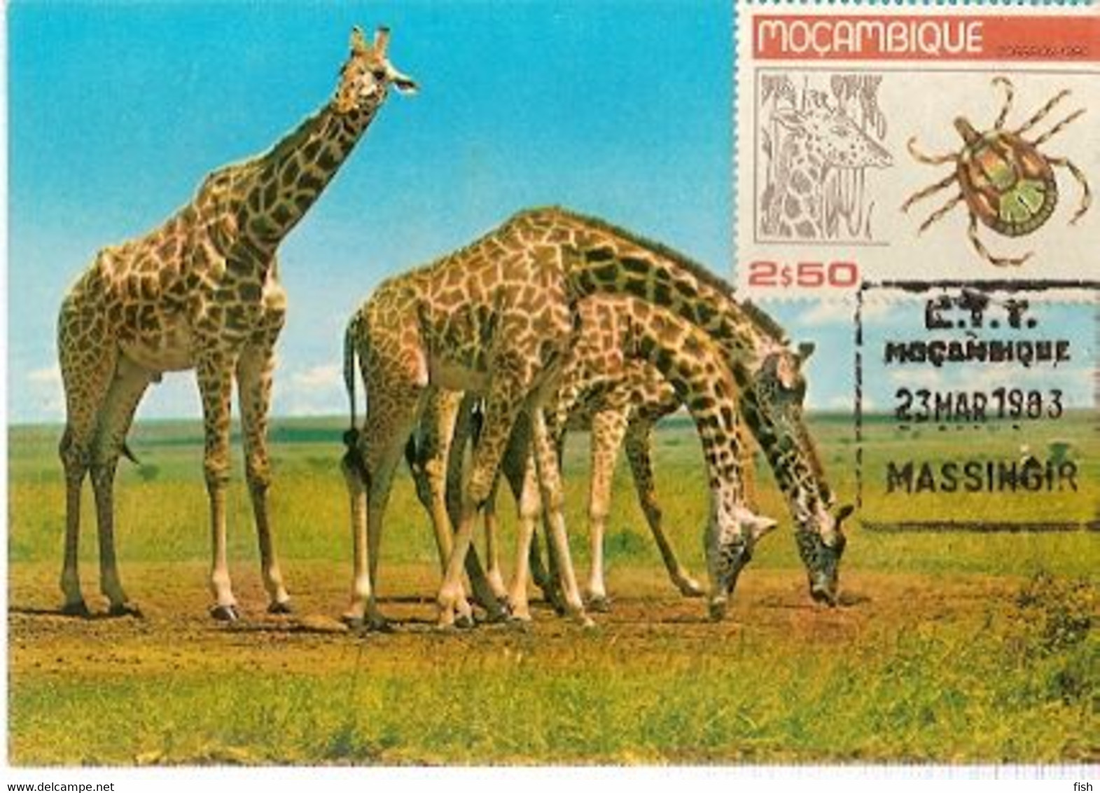 Mozambique & Maximum Card, African Wild Life, Giraffe, Massangir 1983  (65) - Giraffes