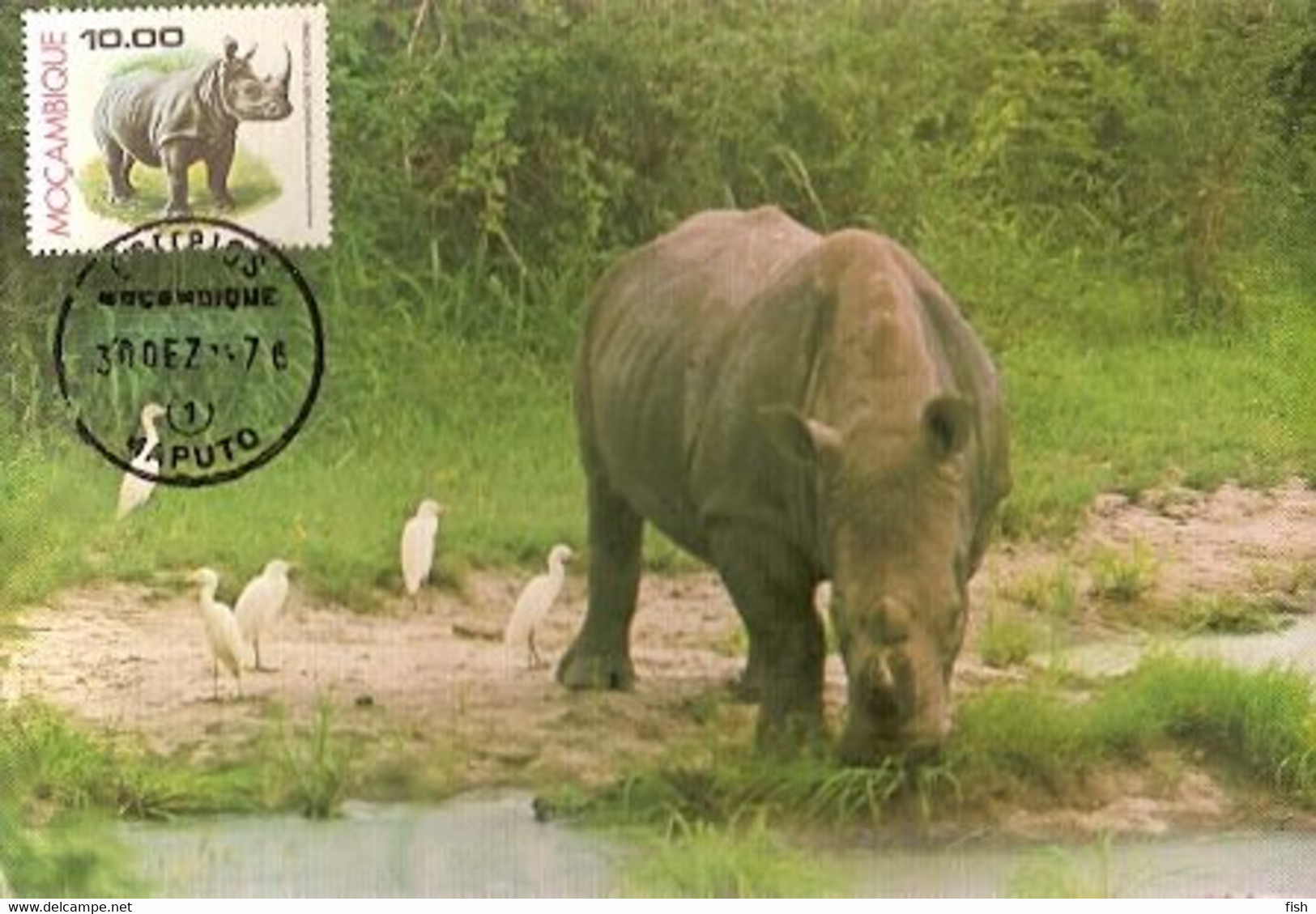 Mozambique & Maximum Card,  Fauna, Rinoceronte,  Rhinocerontidae, Ceratotherium Simum,  Maputo  1976 (3766) - Rhinoceros