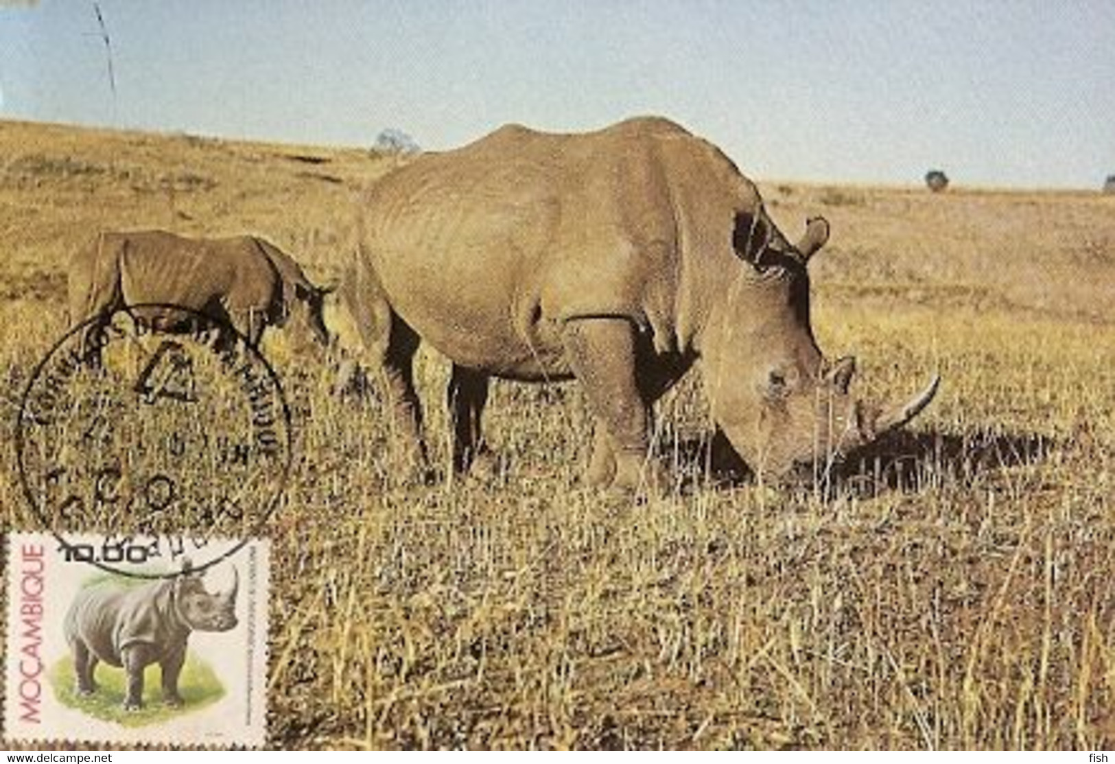 Mozambique & Maximum Card,  Fauna, Rhinocerontidae, White Rhino,  Maputo  1979 (60) - Rhinoceros