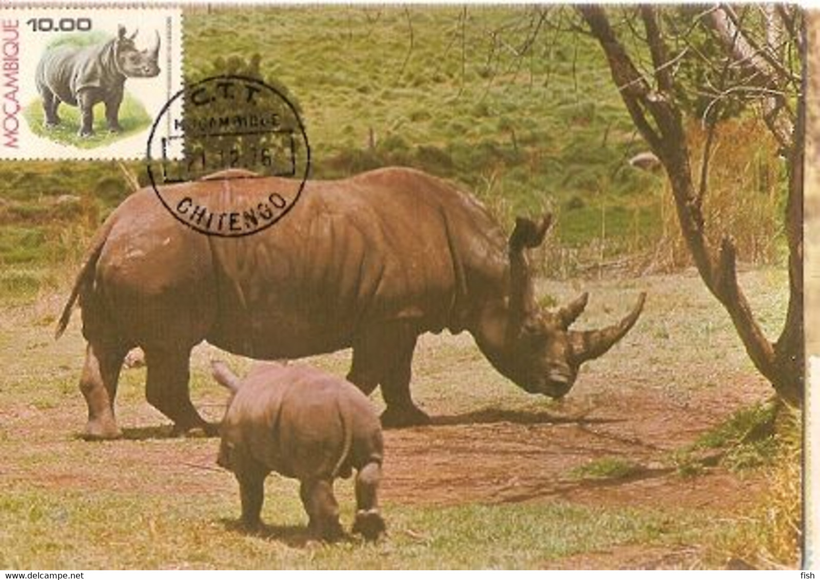 Mozambique & Maximum Card, Fauna, White Rhino And Baby, Rinoceronte,  Rhinocerontidae, Chitengo 1976 (24) - Rhinoceros