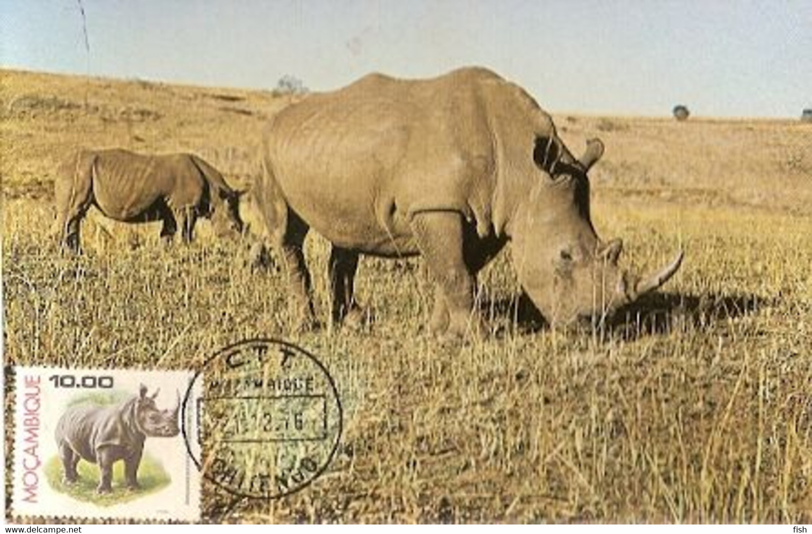 Mozambique & Maximum Card, Fauna, Rhinocerontidae, White Rhino,  Chitengo  1976 (60) - Rhinozeros