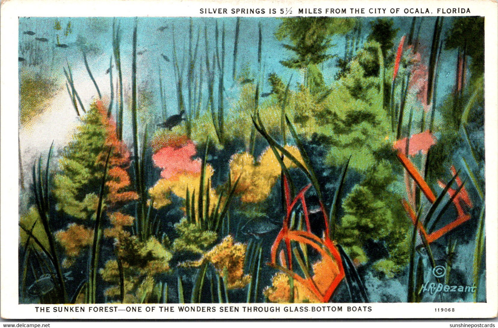 Florida Silver Springs The Sunken Forest Curteich - Silver Springs
