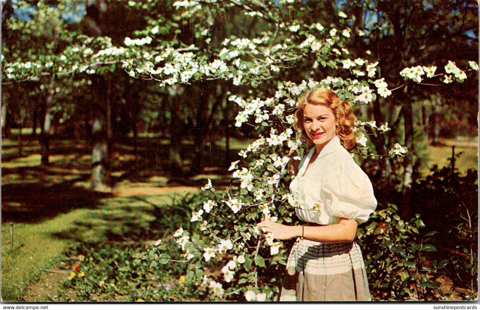 Florida Silver Springs White Dogwood Tree In Bloom - Silver Springs