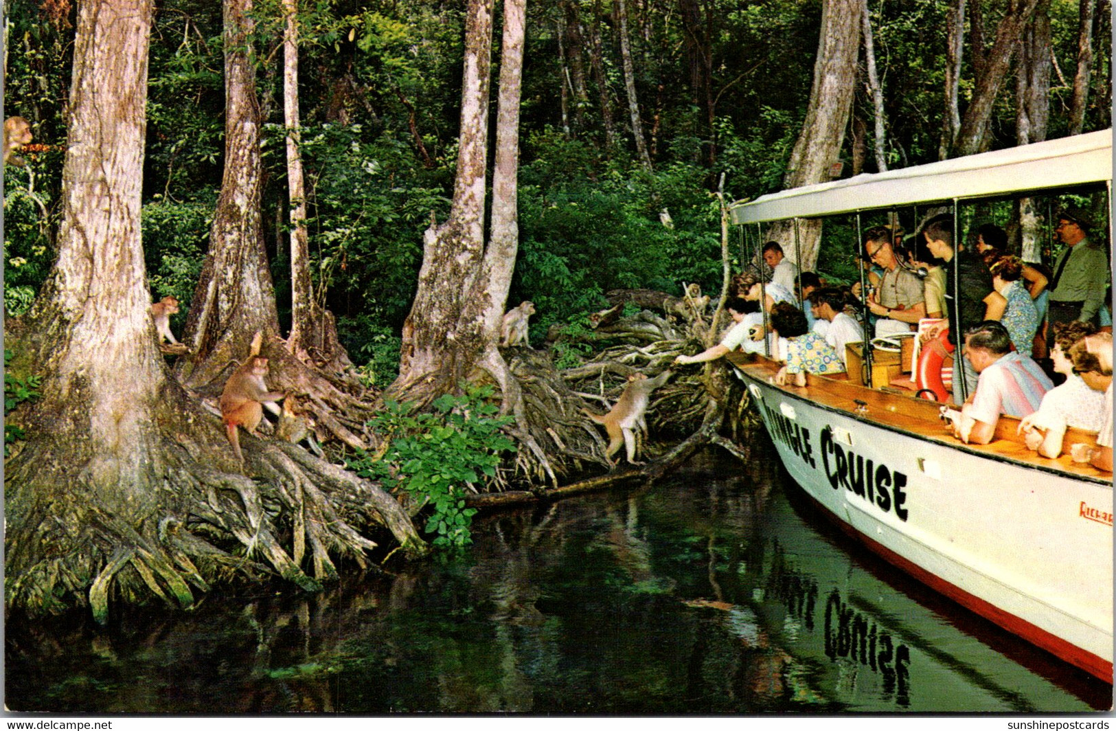 Florida Silver Springs Jungle Cruise Passengers Feeding Tribe Of Wild Tarzan Monkeys - Silver Springs