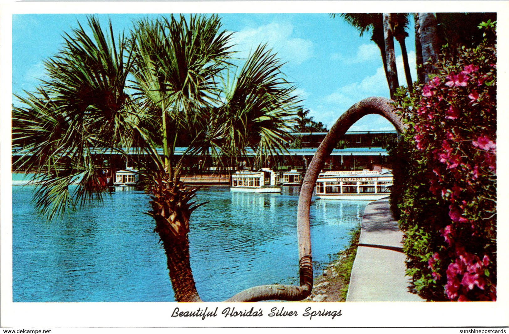 Florida Silver Springs The "Horse Shoe" Palm - Silver Springs