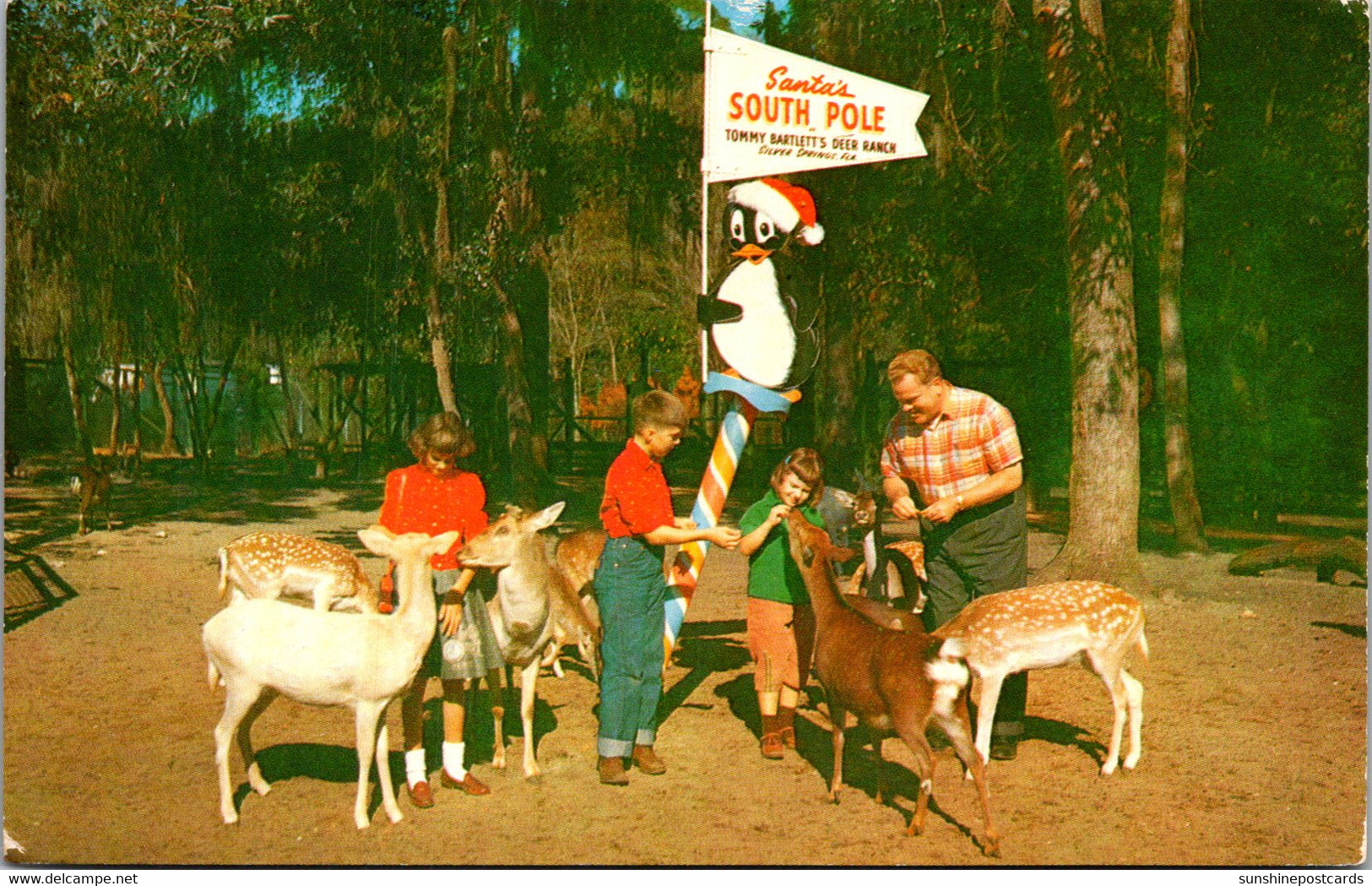 Florida Silver Springs Tommy Bartlett's Deer Ranch 1960 - Silver Springs