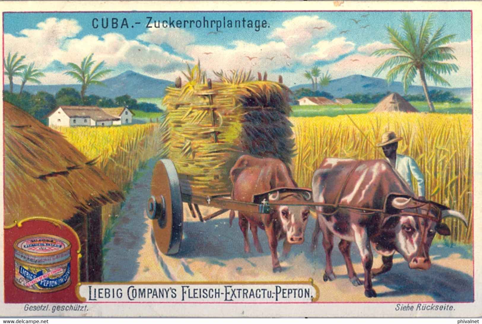 LIEBIG , CROMO ANTIGUO , CUBA - ZUCKERROHRPLANTAGE , CAÑA DE AZÚCAR , AGRICULTURA - Liebig