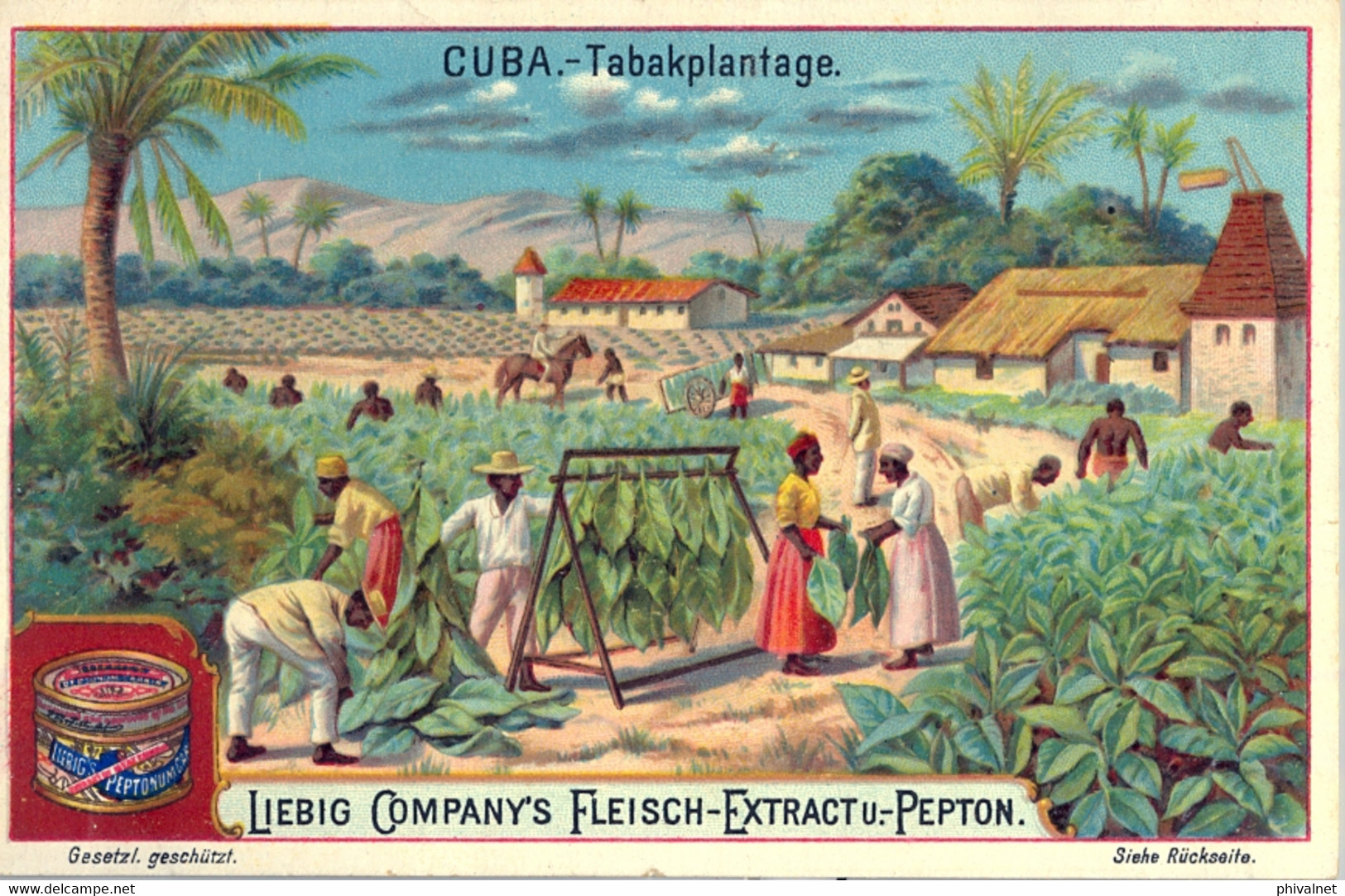 LIEBIG , CROMO ANTIGUO , CUBA - TABAKPLANTAGE , TABACO , TOBACCO - Liebig