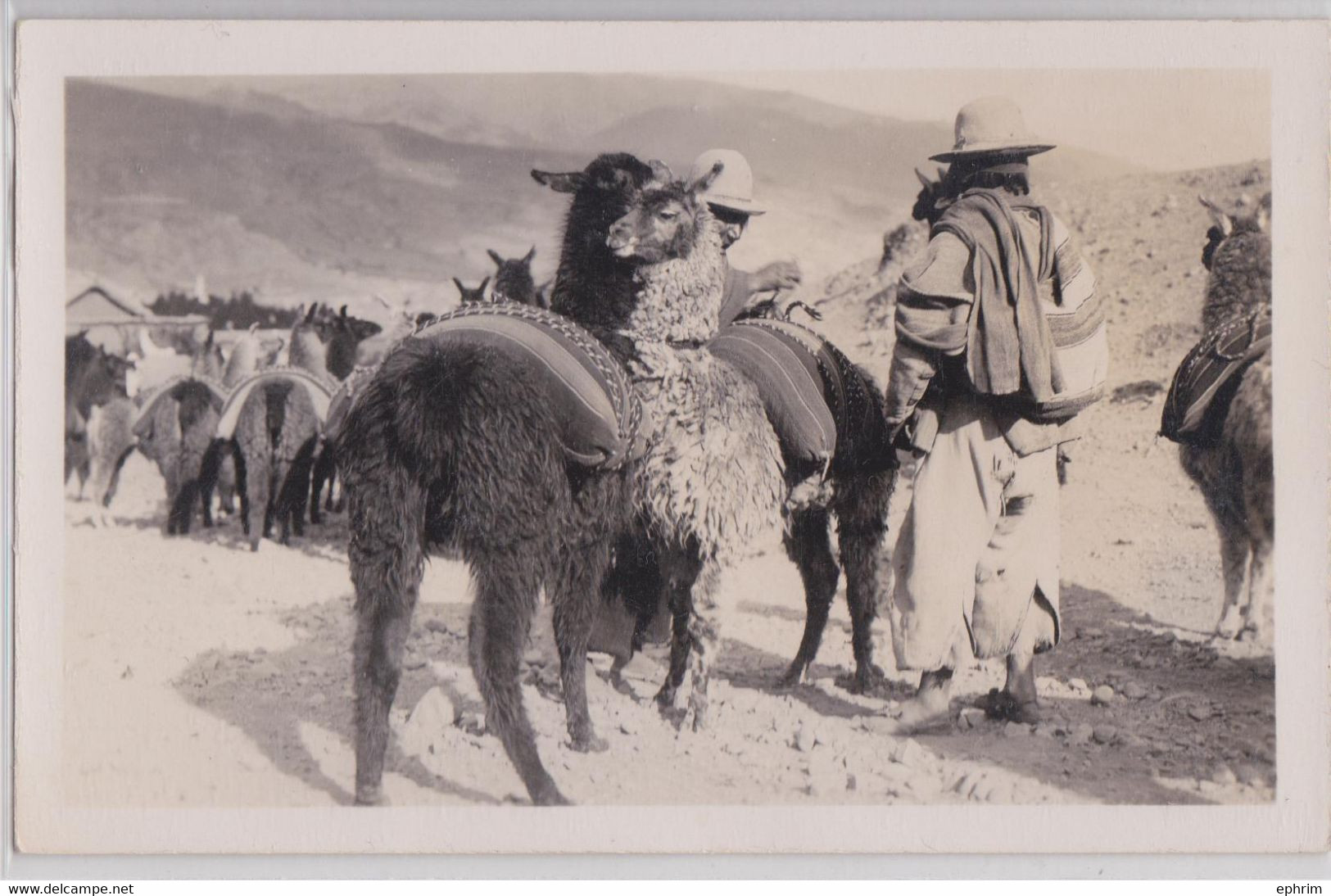 Andes Pérou Lama Carte-photo Ancienne - Peru