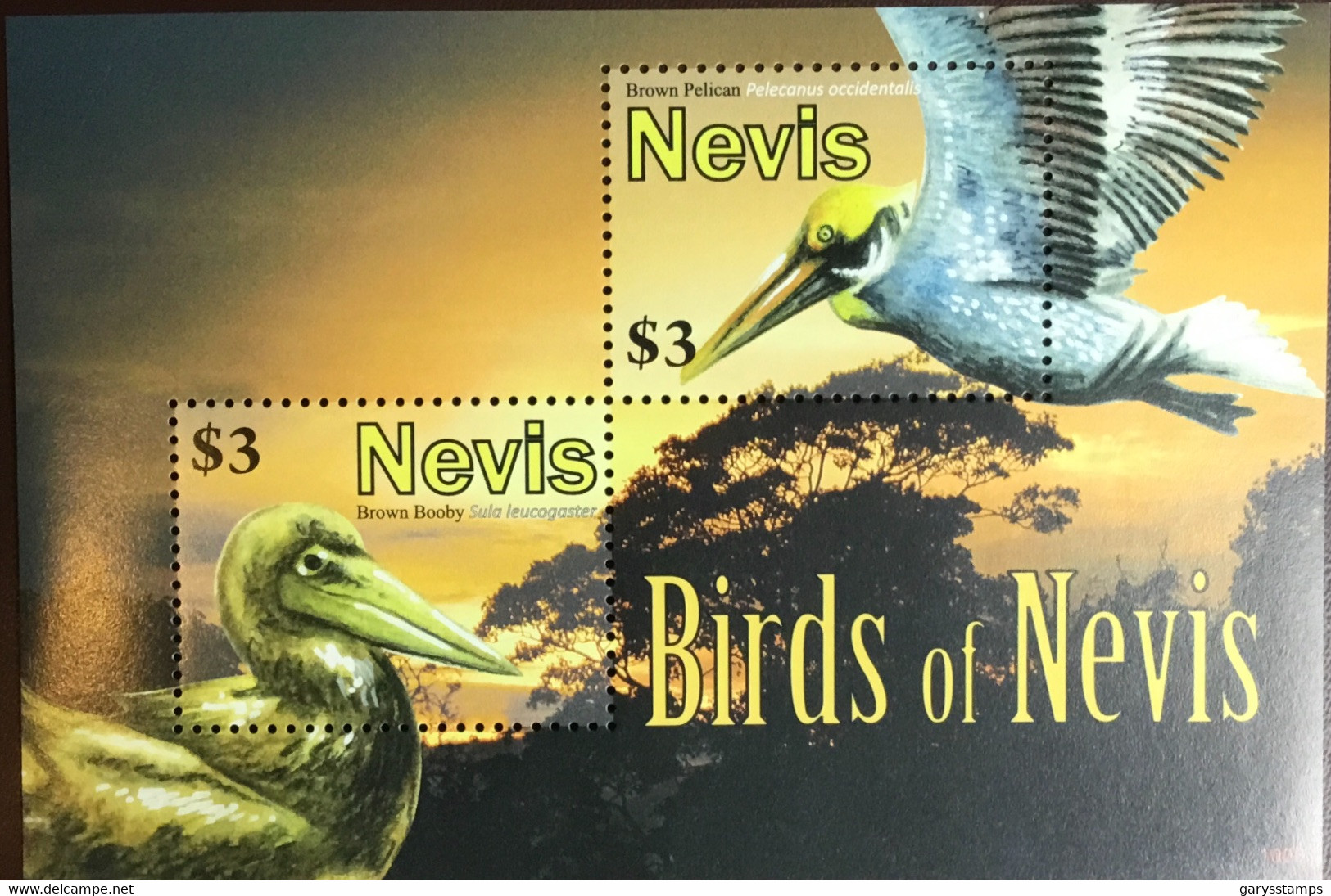 Nevis 2010 Birds Minisheet MNH - Other & Unclassified
