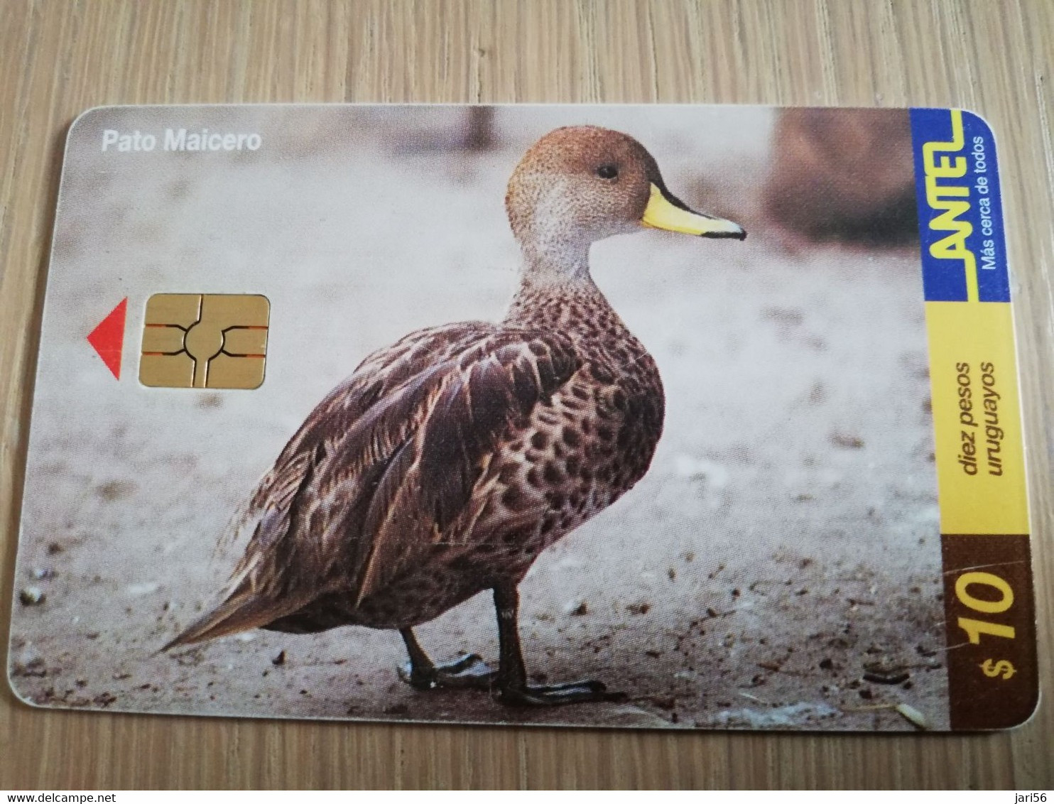 URUGUAY CHIPCARD  BIRD /VOGEL  $10  PATO MAICERO        Nice Used Card    **4508** - Uruguay