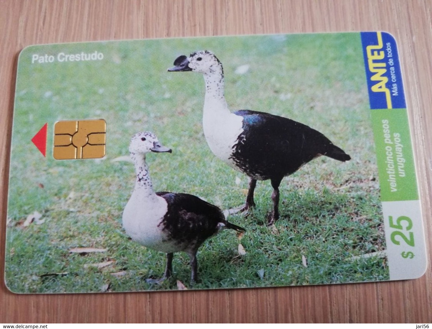 URUGUAY CHIPCARD  BIRD /VOGEL  $25  PATO CRESTUDO           Nice Used Card    **4523** - Uruguay