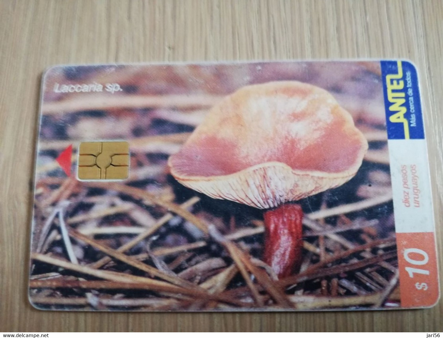 URUGUAY CHIPCARD  MUSHROOM/FUNGHUS   $10 LACCARIA SP               Nice Used Card    **4532** - Uruguay