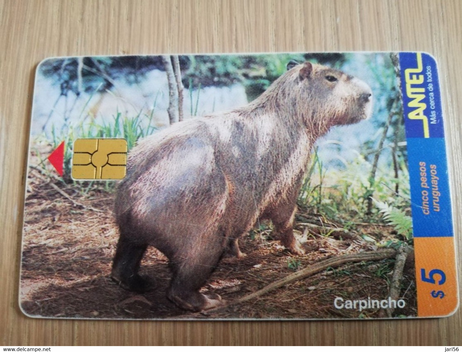 URUGUAY CHIPCARD  ANIMAL    $5  CAPINCHO          Nice Used Card    **4551** - Uruguay