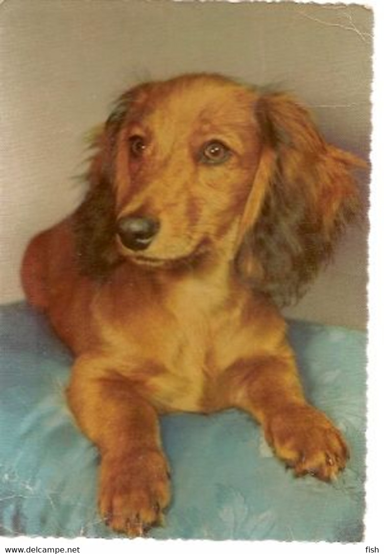 England & Circulated, Dog, London To Diss 1957 (07978) - Honden