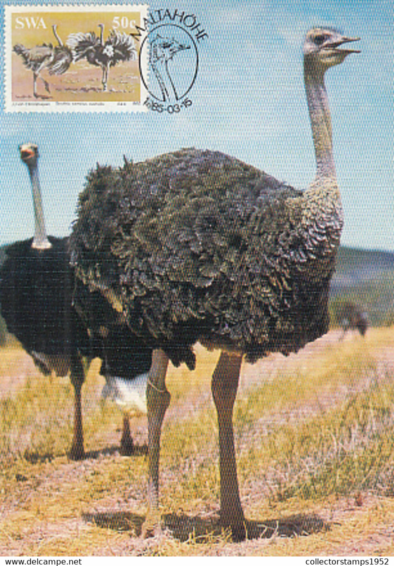 93316- SOUTH AFRICAN OSTRICH, BIRDS, ANIMALS, MAXIMUM CARD, 1985, SOUTH AFRICA - Autruches