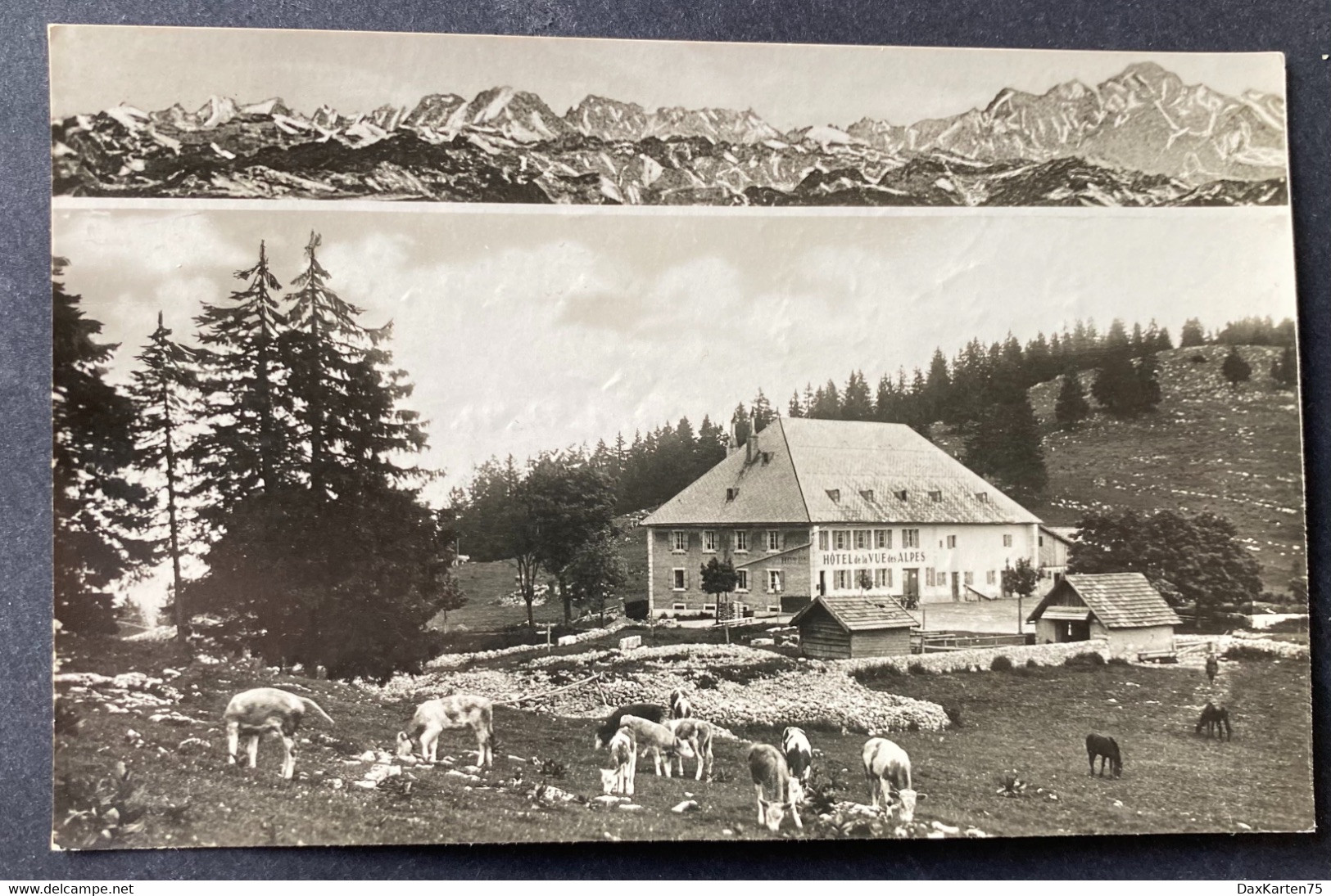 Cernier NE Hotel De La Vue Des Alpes/ Vaches - Cernier