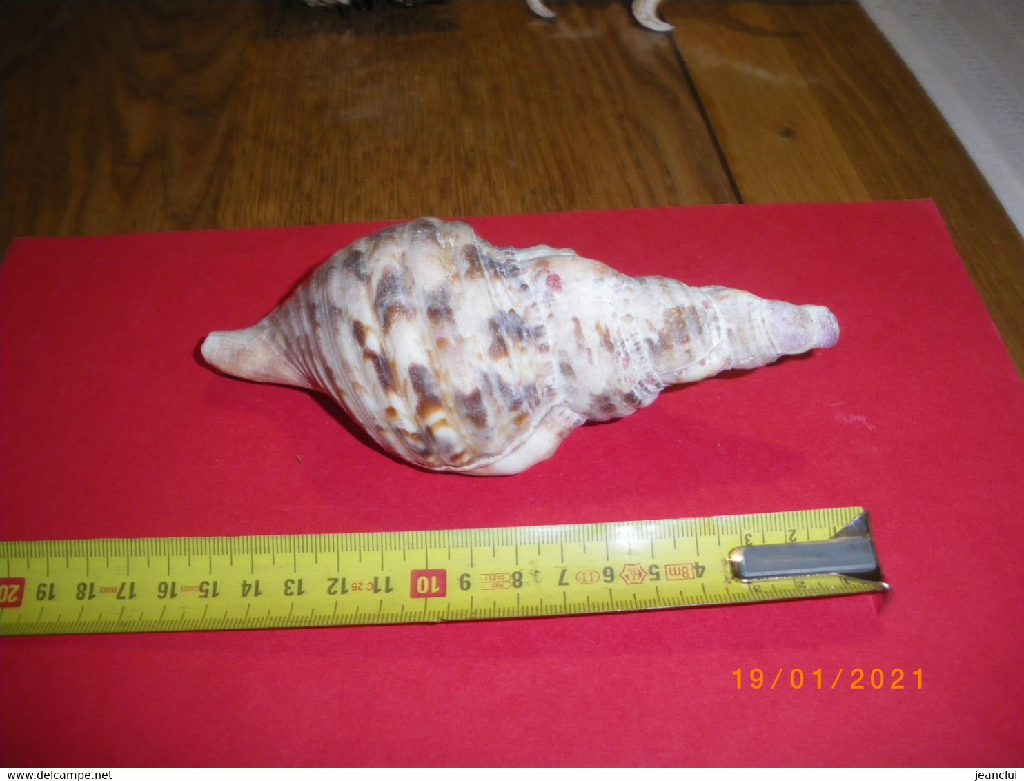 JOLI COQUILLAGE     .   Long : 17 Cms    . - Seashells & Snail-shells