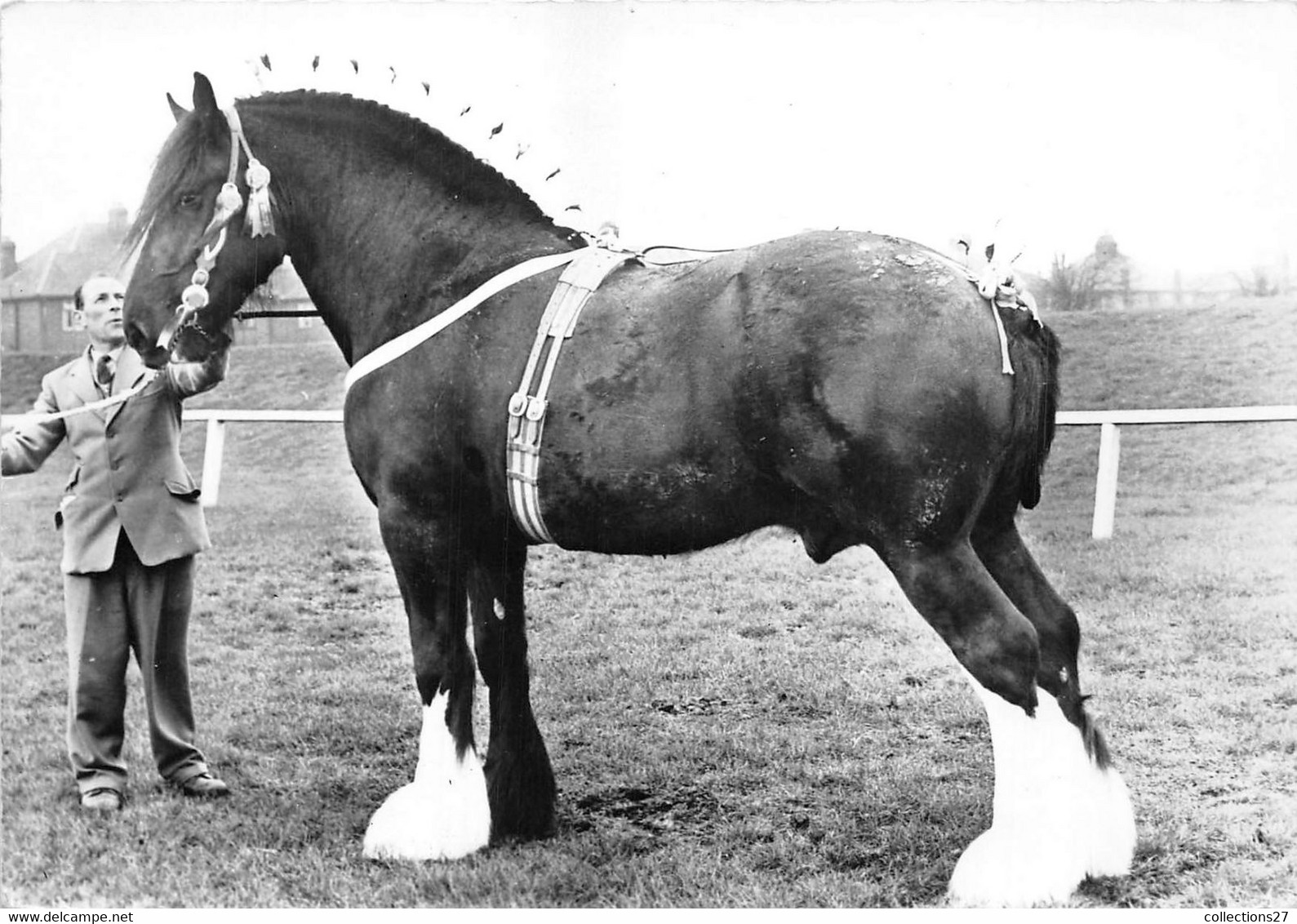 ETALON SHIRE- ELEVAGE ANGLAIS - Paarden