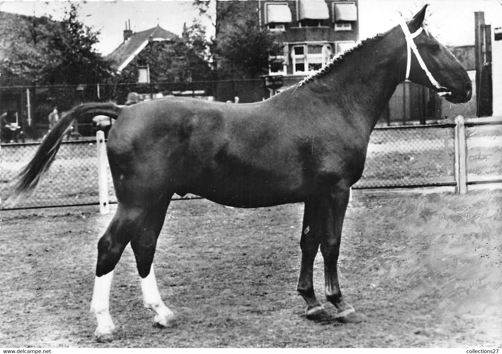 GELDERS - ELEVAGE HOLLANDAIS - Paarden