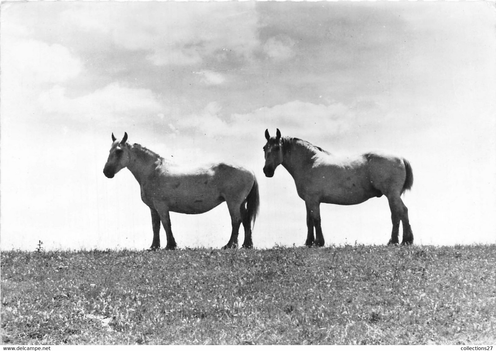 PERCHERONS - ELEVAGE AMERICAIN - Horses