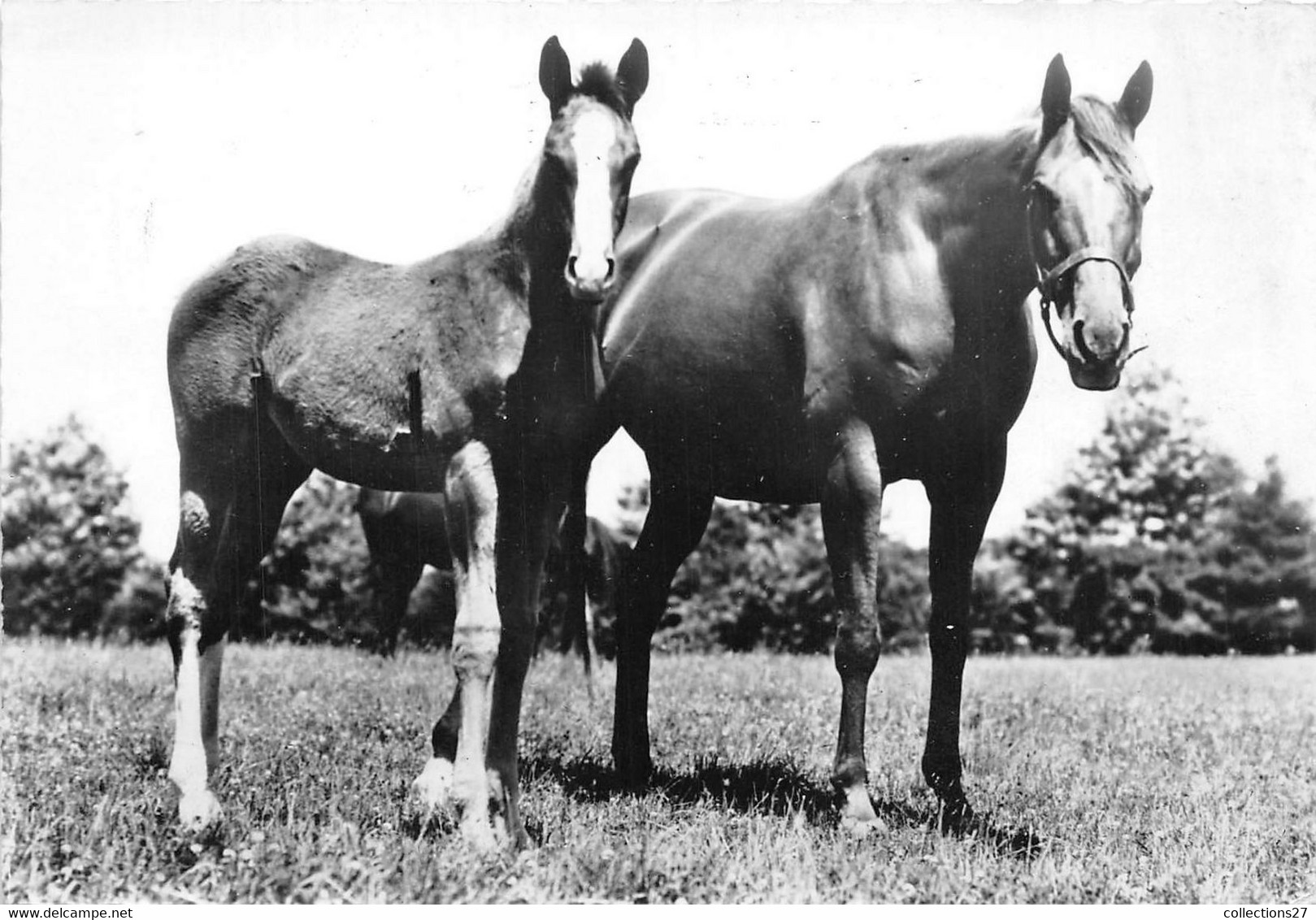 TROTTEUR AMERICAIN - Chevaux