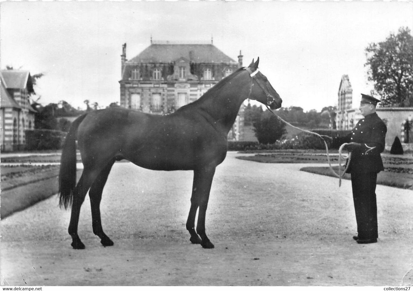 TROTTEUR ELEVAGE FRANCAIS - Paarden