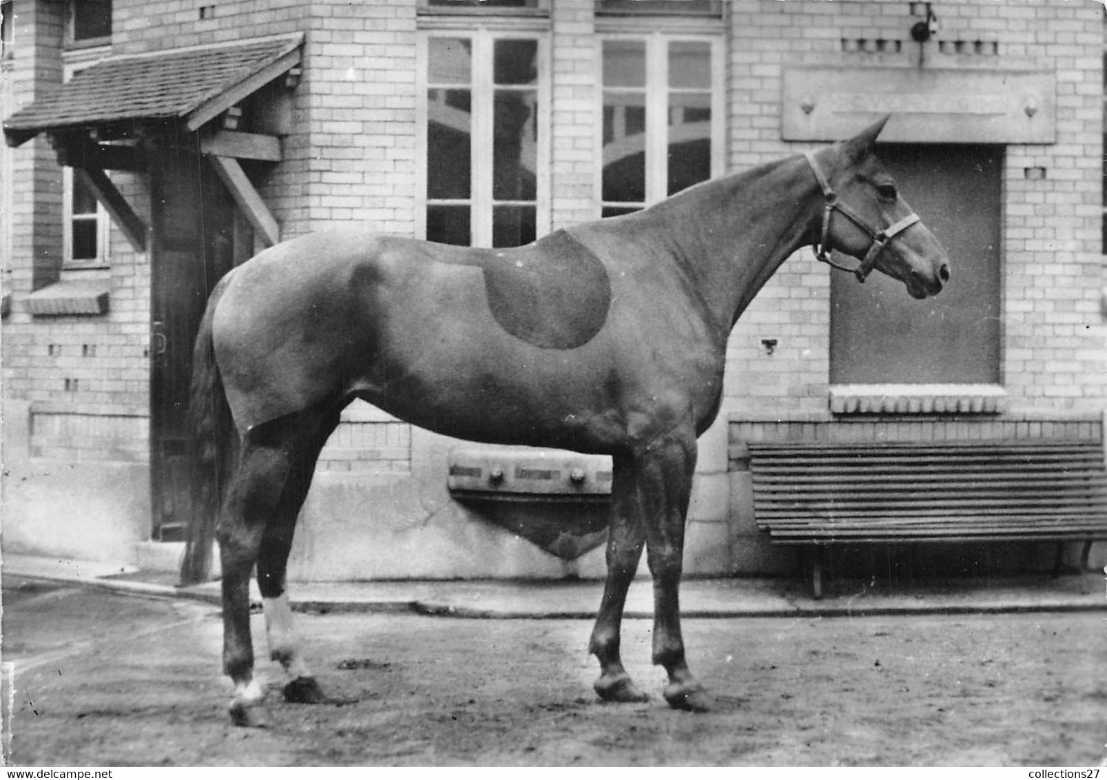 CHAROLLAIS ELEVAGE FRANCAIS - Pferde