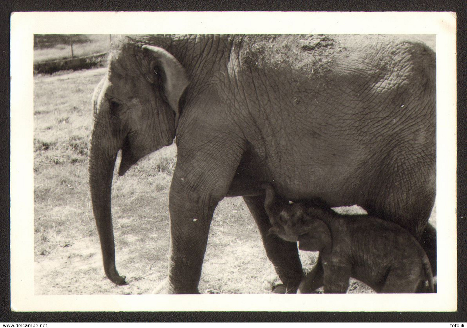 Animal Elephant Old Photo 9x6 Cm #24474 - Sonstige & Ohne Zuordnung