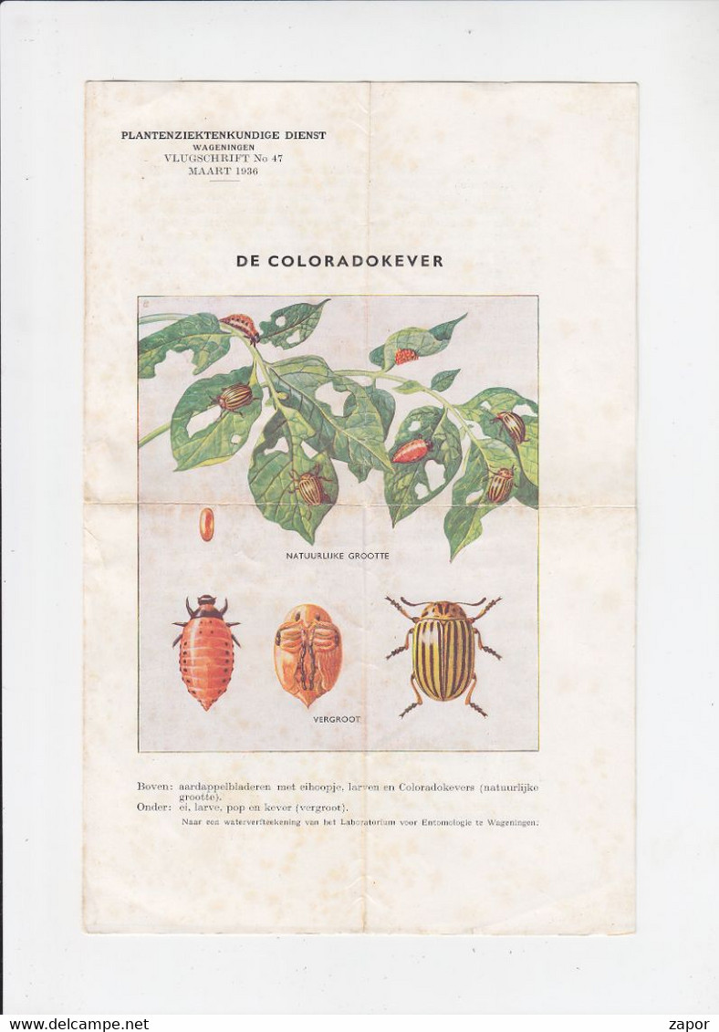 Plantenziektenkundige Dienst - Wageningen - Vlugschrift 47 1936 - 4p - De Coloradokever - Garten