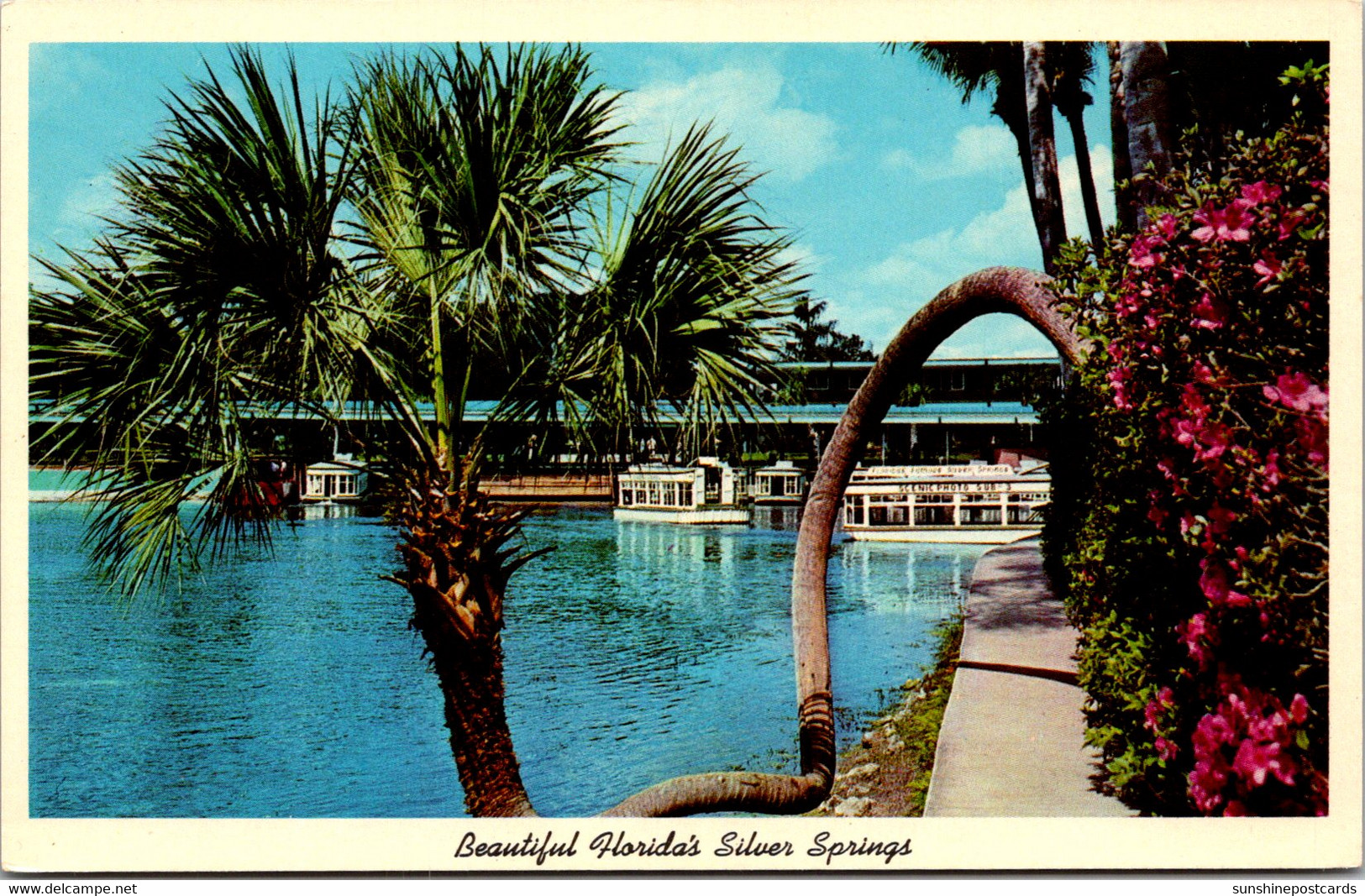 Florida Silver Springs Horseshoe Palm & Glass Bottom Boats - Silver Springs