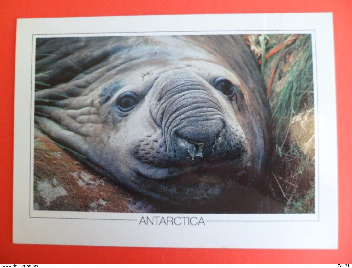 CP TAAF Terres Australes Et Antarctiques - Elephant Seal De Mer - - TAAF : Franz. Süd- Und Antarktisgebiete
