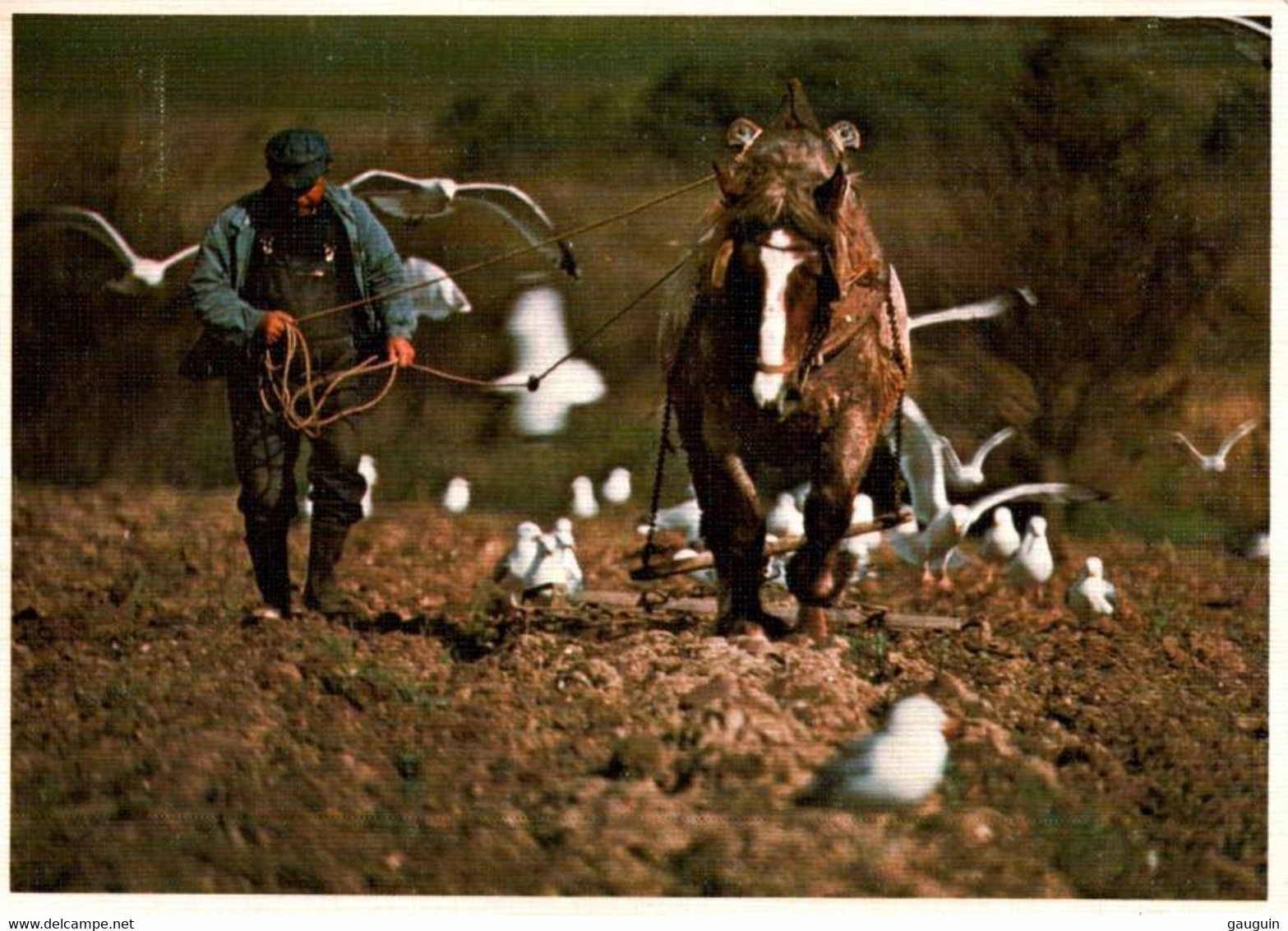 CPM - Attelage De CHEVAL - Scène De Hersage (BRETAGNE) - Edition Jack - Attelages