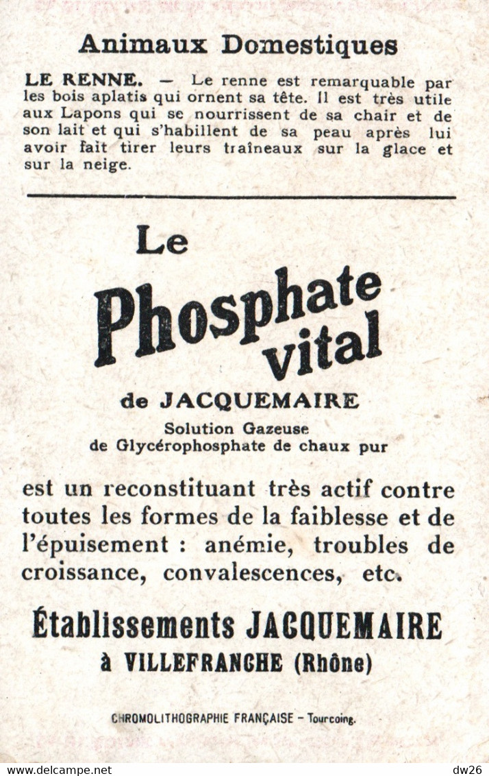 Fiche Animaux Domestiques: Le Renne - Publicité Blédine Jacquemaire, Le Phosphate Vital - Chromolithographie Française - Animaux