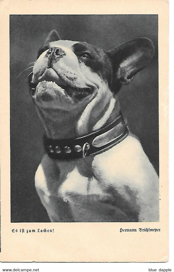 French Bulldog, Bouledogue Français, Französische Bulldogge / By Photographer Hermann Brühlmeyer - Perros