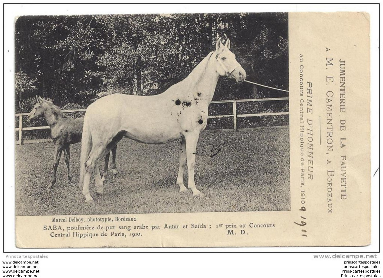 CPA 33 Jumenterie De La Fauvette M.E. Camentron Bordeaux Merignac Saba Pouliniere De Pur Sang Arabe Par Antar Et Saida - Merignac