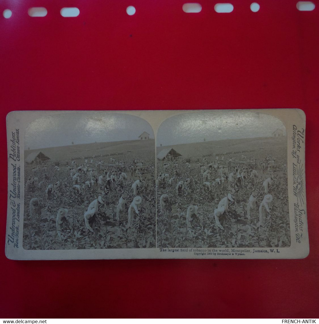 PHOTO STEREO JAMAICA THE LARGEST FIELD OF TOBACCO IN THE WORLD MONTPELIER - Photos Stéréoscopiques