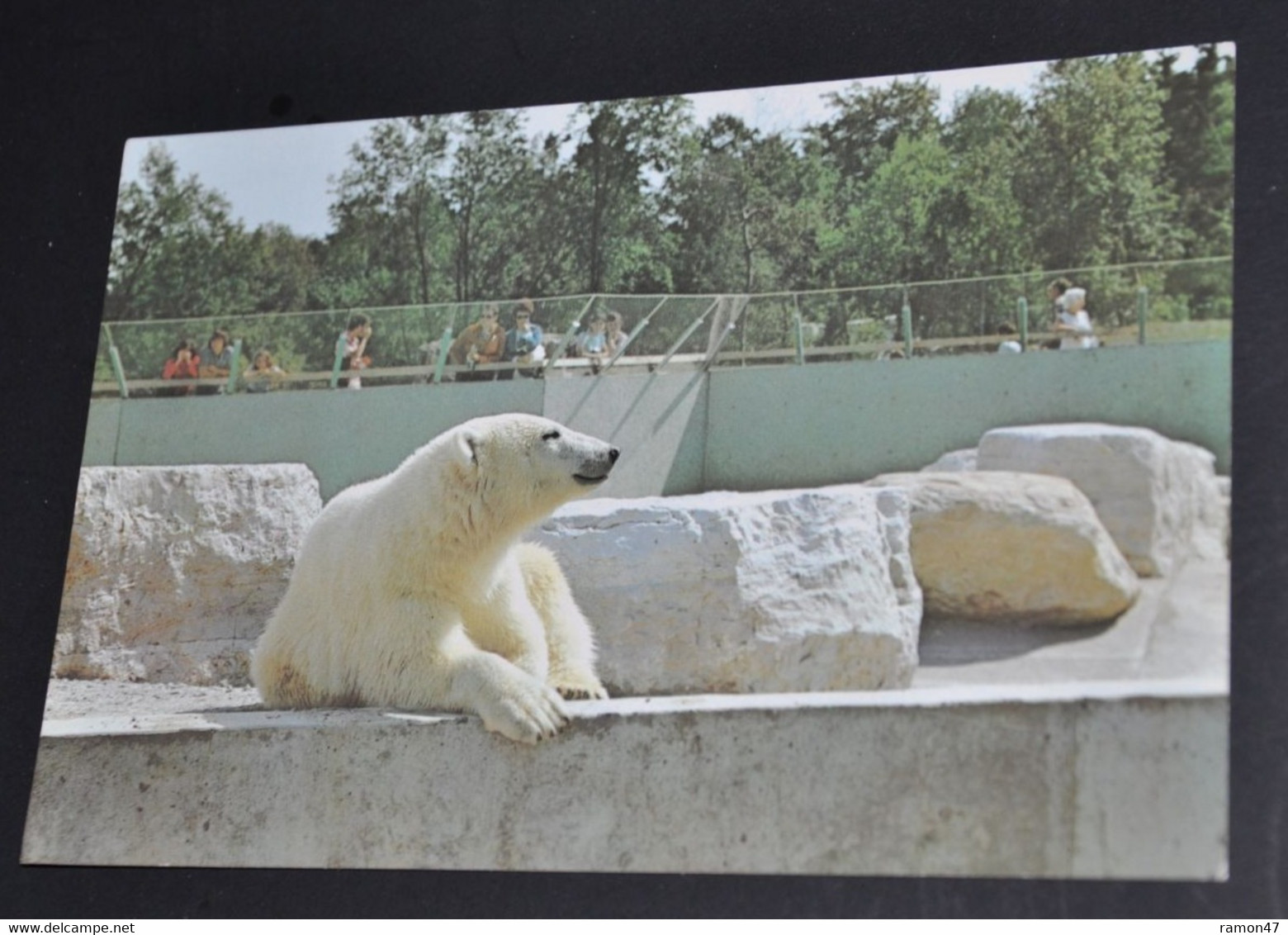 The Polar Bear - Metro Toronto Zoo - Bears