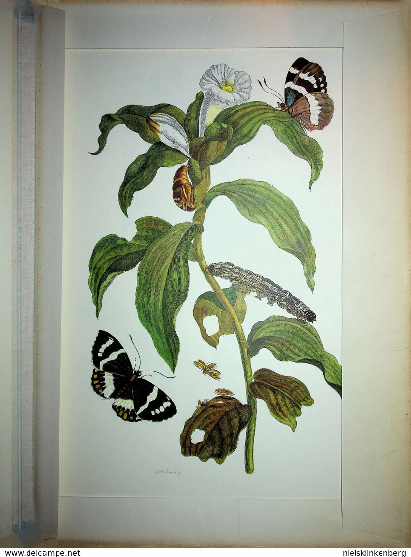 Maria Sibylla Merian:Methamorphosis Insectorum Surinamensium Die schönsten Tafeln aus dem grossen Buch .....