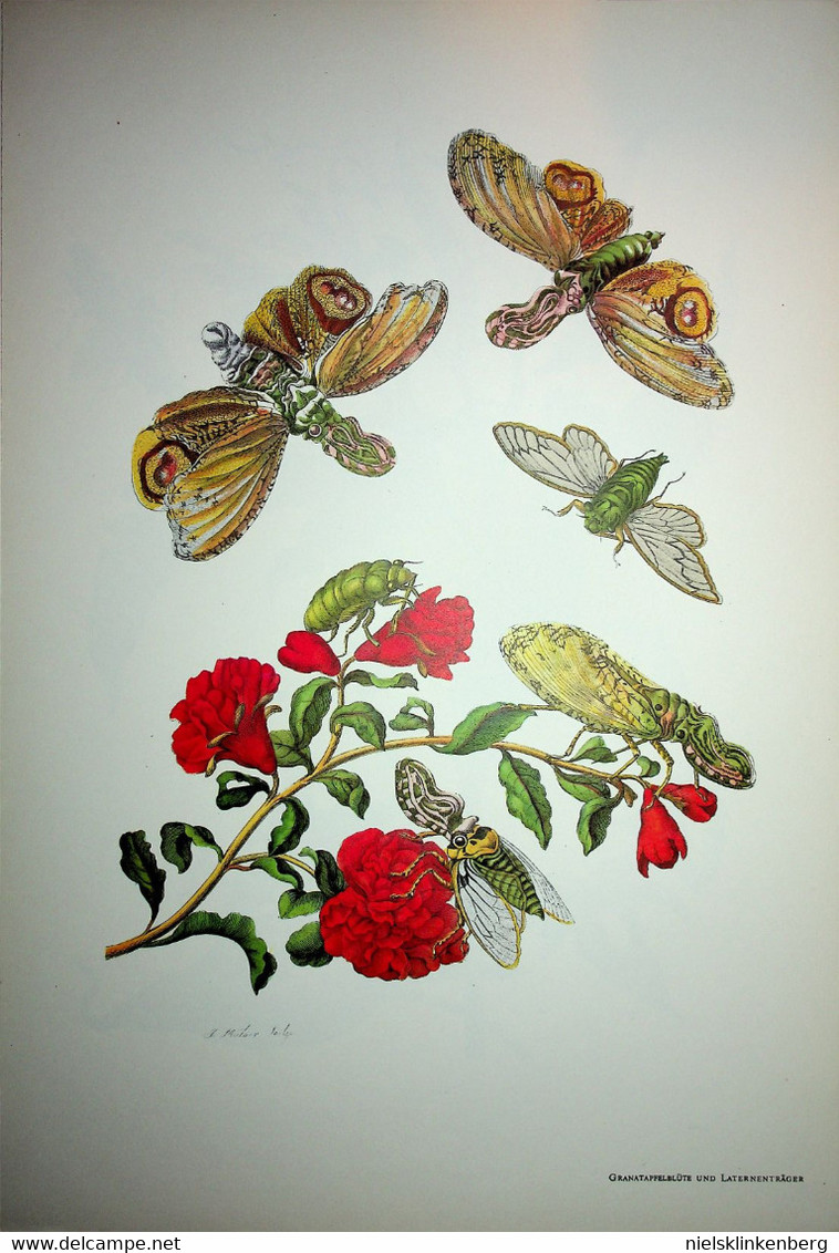 Maria Sibylla Merian:Methamorphosis Insectorum Surinamensium Die schönsten Tafeln aus dem grossen Buch .....