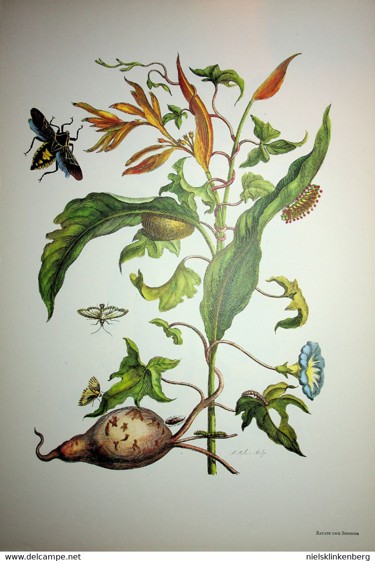 Maria Sibylla Merian:Methamorphosis Insectorum Surinamensium Die schönsten Tafeln aus dem grossen Buch .....