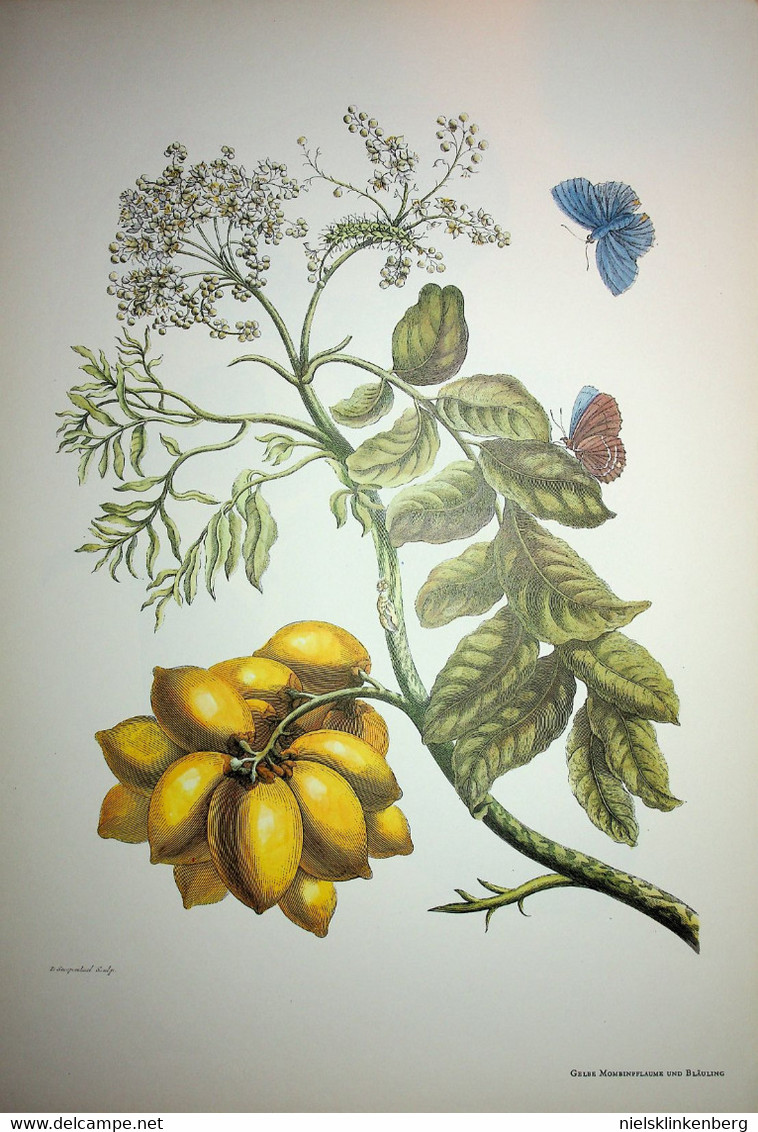 Maria Sibylla Merian:Methamorphosis Insectorum Surinamensium Die schönsten Tafeln aus dem grossen Buch .....