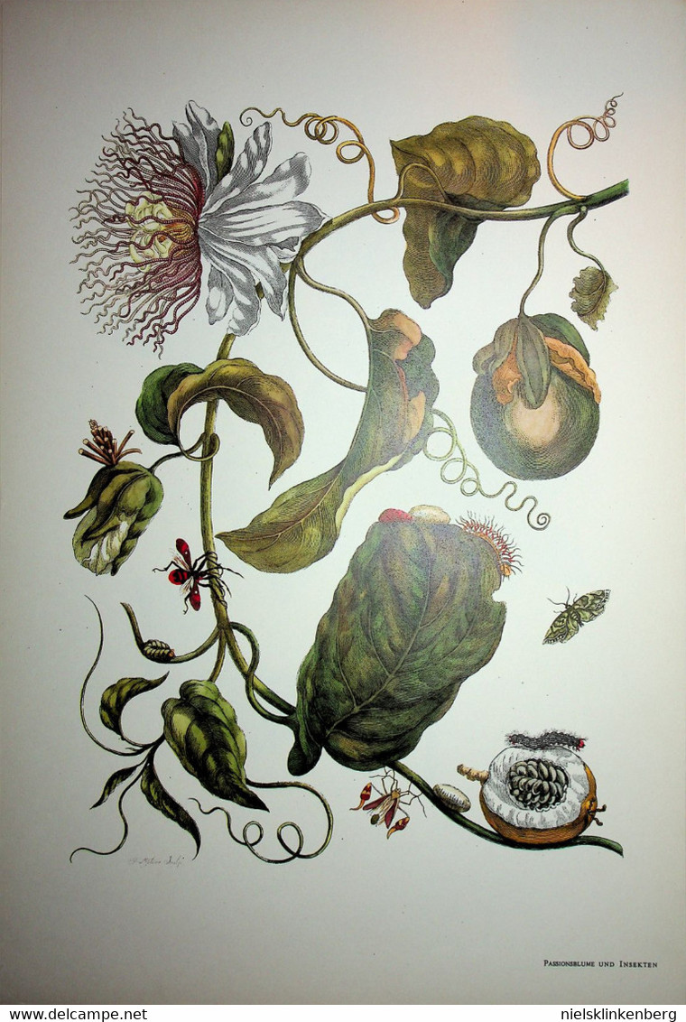 Maria Sibylla Merian:Methamorphosis Insectorum Surinamensium Die schönsten Tafeln aus dem grossen Buch .....