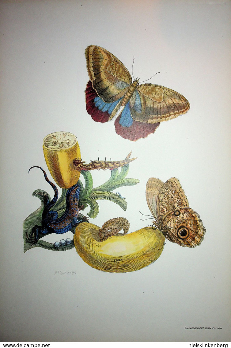Maria Sibylla Merian:Methamorphosis Insectorum Surinamensium Die schönsten Tafeln aus dem grossen Buch .....