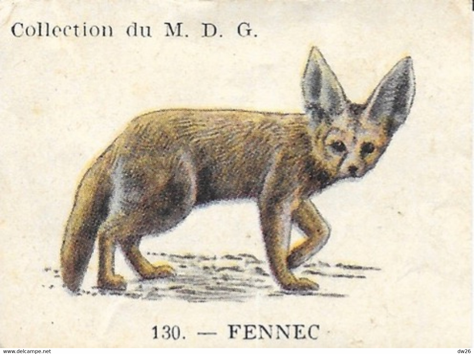 Chromo Produits Coop - Collection M.D.G. Les Animaux - Image Du Fennec (n° 130) - Autres & Non Classés