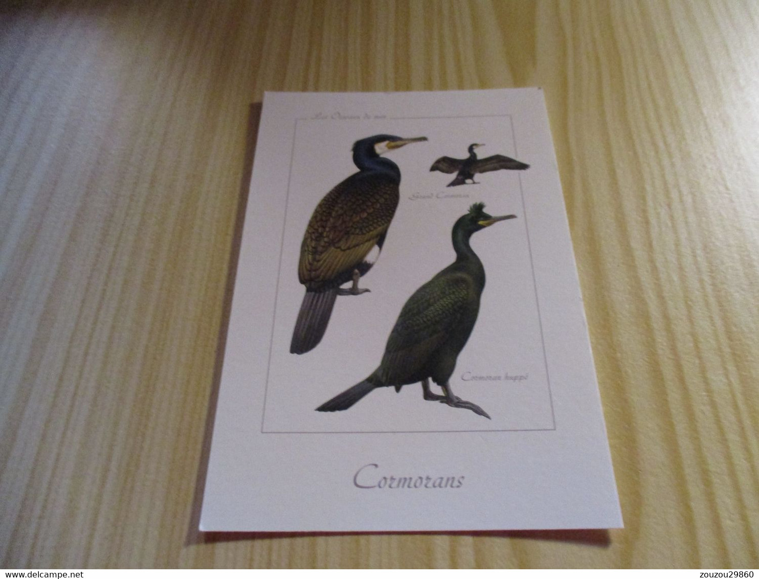 Les Oiseaux De Mer - Cormorans. - Uccelli