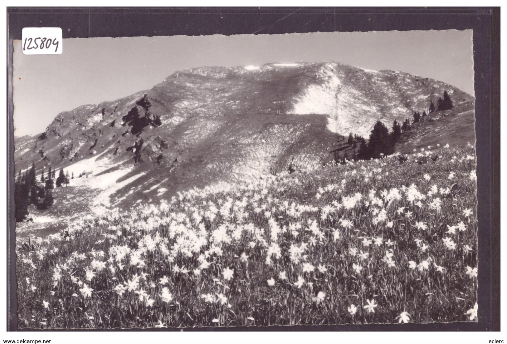 AUX ENVIRONS DES SCIERNES D'ALBEUVE - TB - Albeuve